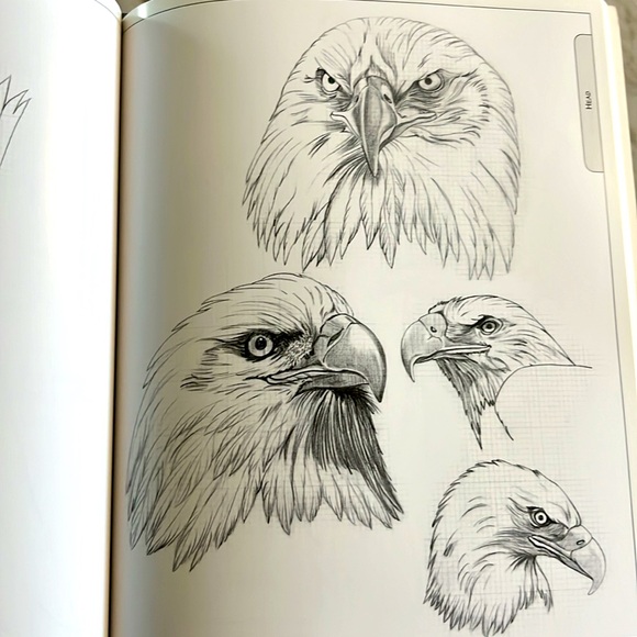 The Illustrated Bald Eagle by Denny Rogers Softcover Book EXC - Picture 11 of 16